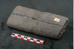Foto (Seitenansicht) von Calamites sp.  (NHMW-GEO-2024-0188-11161)